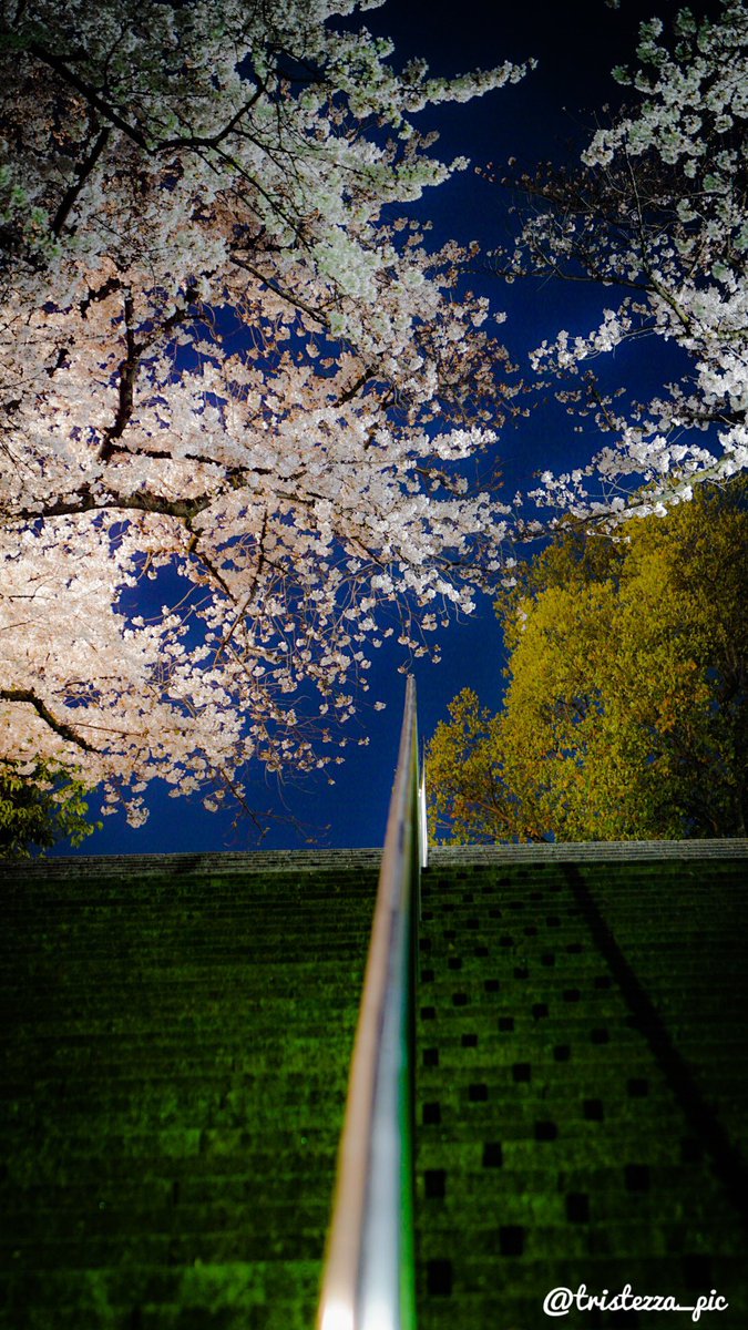 tristezza_pic's tweet photo. 縦写真あります。

#写真で伝えたい私の世界 
#ファインダー���しの世界 
#カメラ初心者 #カメラ女子
#ワタシノフォトグラフ #夜桜 https://t.co/fvo242avRW