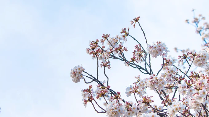 春が来てる 