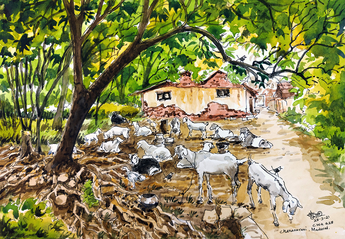 MuralidharanAl1's tweet photo. Living with nature, Chekanurani near Madurai
Sketched during CWA Virtual Travel Sketching CWA428 on 28-Mar-2021. A4, Pen & Watercolor.
#Art #Cuckooo #CWA #CWA428 #Madurai #Village #Rural #India #Goats https://t.co/pdMy9yaJrk