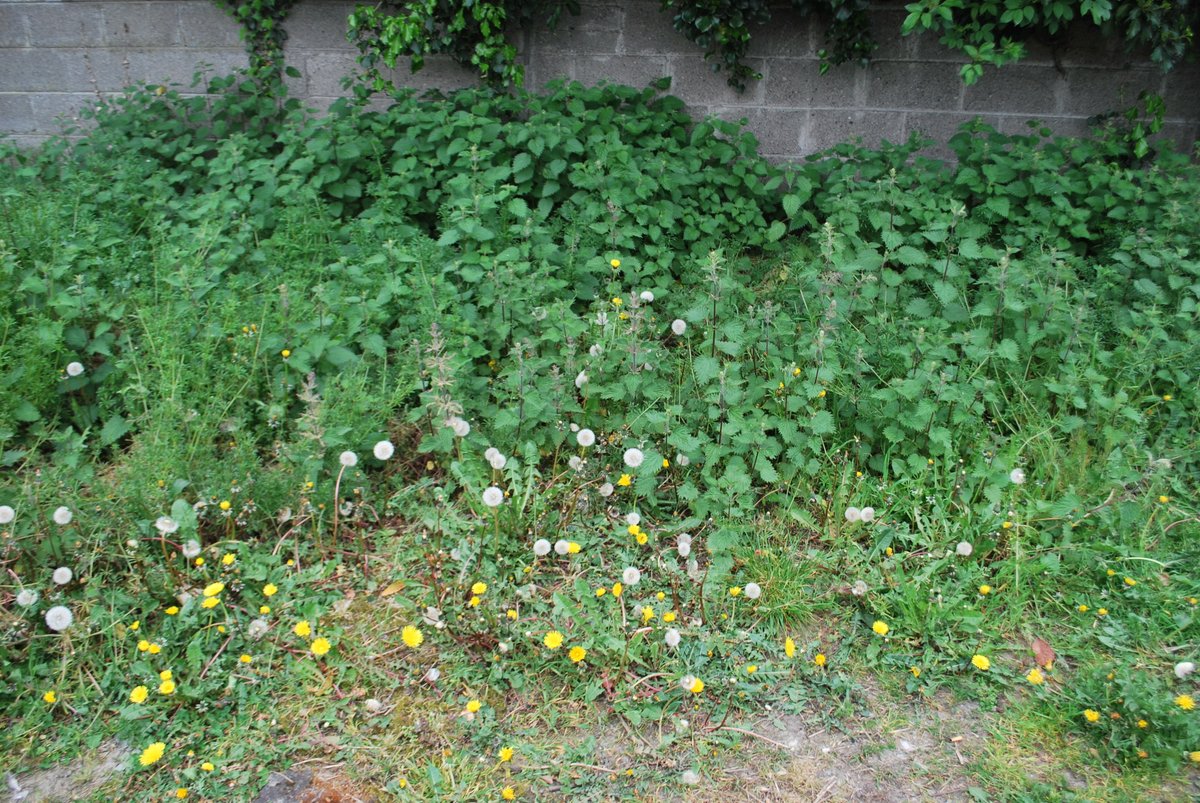 BlaneyCarola's tweet photo. Have just been reminded, that today is 'Weed Appreciation Day'. LET'S CELEBRATE: most 'weeds' are beautiful native wildflowers, essential for wildlife and often with medicinal properties, too. What's not to like?? 😍❤️🌿🌿🌿 https://t.co/gDtsCaOd8g