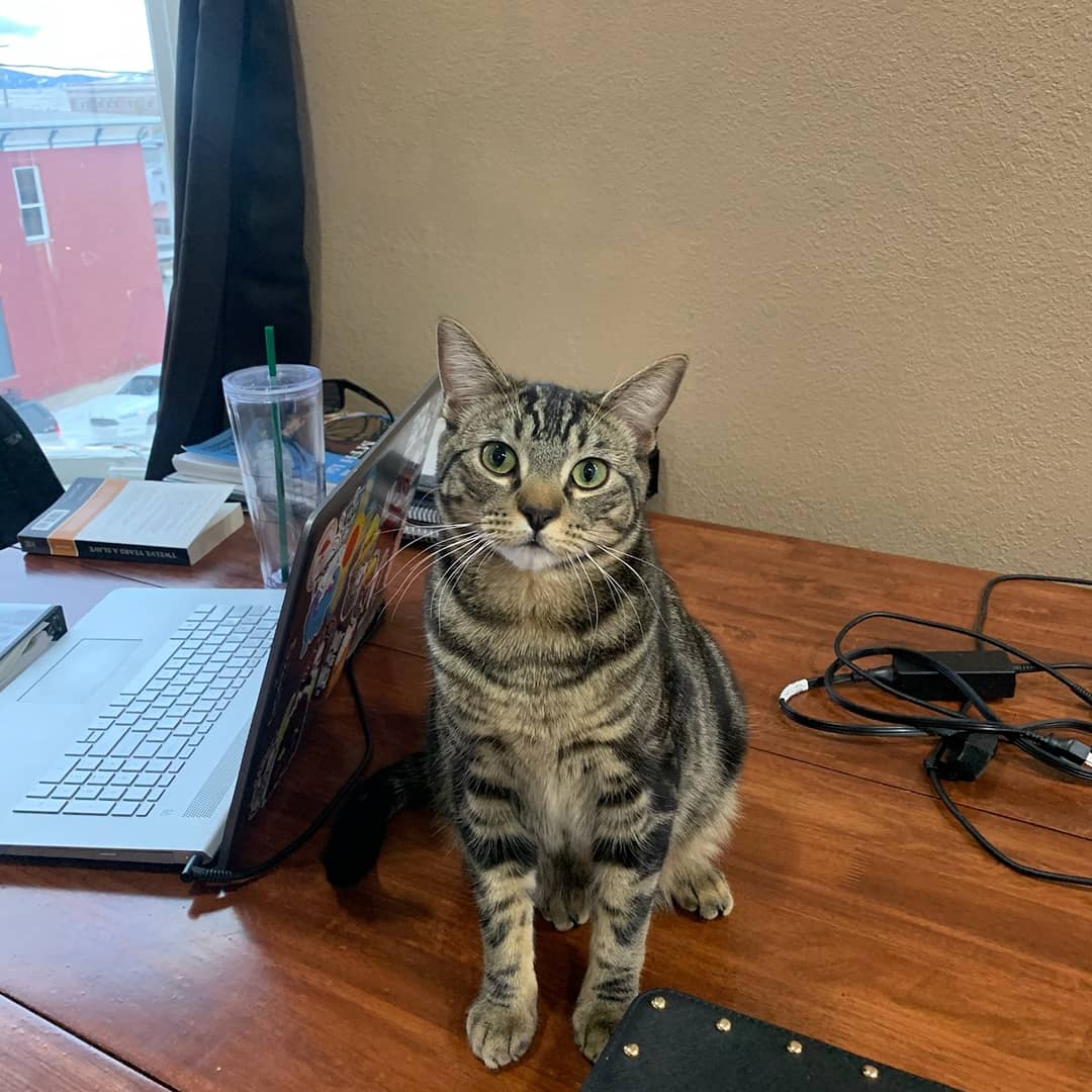 frau_keller's tweet photo. Mein Bruder hat zwei Katzen. Sie heißen Doja und Orion. Wie heißen eure Haustiere?
(My brother has two cats. Their names are Doja and Orion. What are your pets' names?)
#MHSDeutsch #MHSRead180 #MHSKellerLit https://t.co/XXqQtGunUn