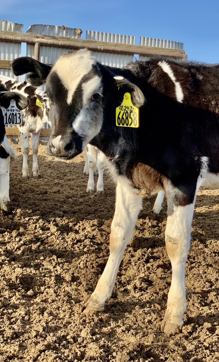 If this isn’t the coolest marked calf you’ve seen 🌓🌓🌓