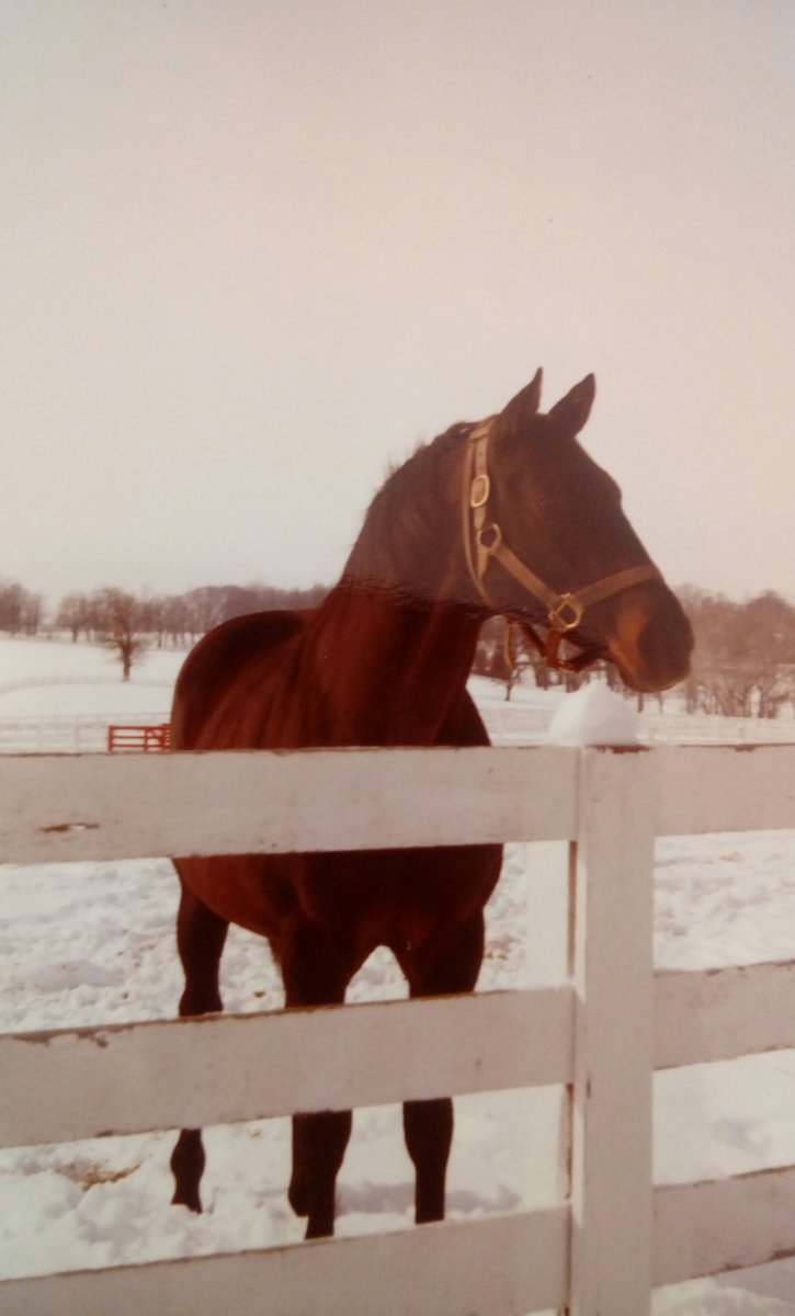 HORSERACING1002's tweet photo. BEST TURN
CALUMET FARM is
#BestTurn https://t.co/AeA6ym1fn7