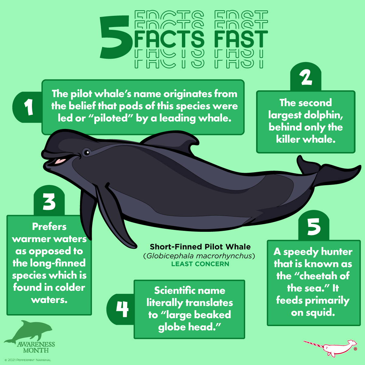 PepomintNarwhal's tweet photo. #5FactsFast #ShortFinned #PilotWhale 
This art is also available as a collectible pin or ornament on our #DolphinAwarenessMonth Kickstarter: https://t.co/bnH8SLT9yb
Hurry! Final week to pledge! https://t.co/DbV2qOvq8m