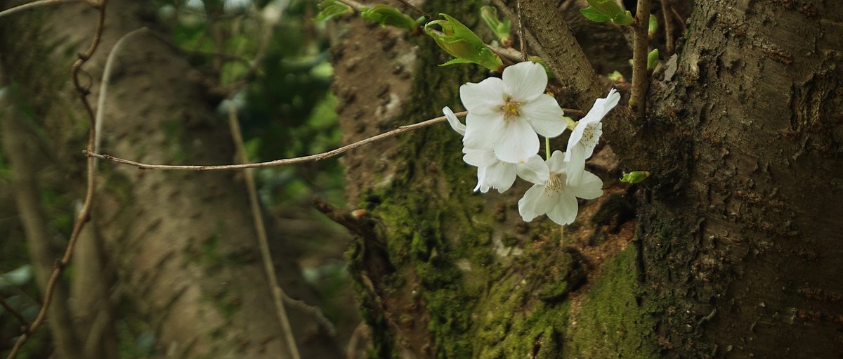 gracile_jp's tweet photo. Cherry Blossom 2021 https://t.co/AbUs0NV0y9