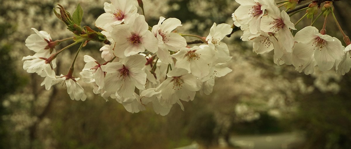 gracile_jp's tweet photo. Cherry Blossom 2021 https://t.co/AbUs0NV0y9