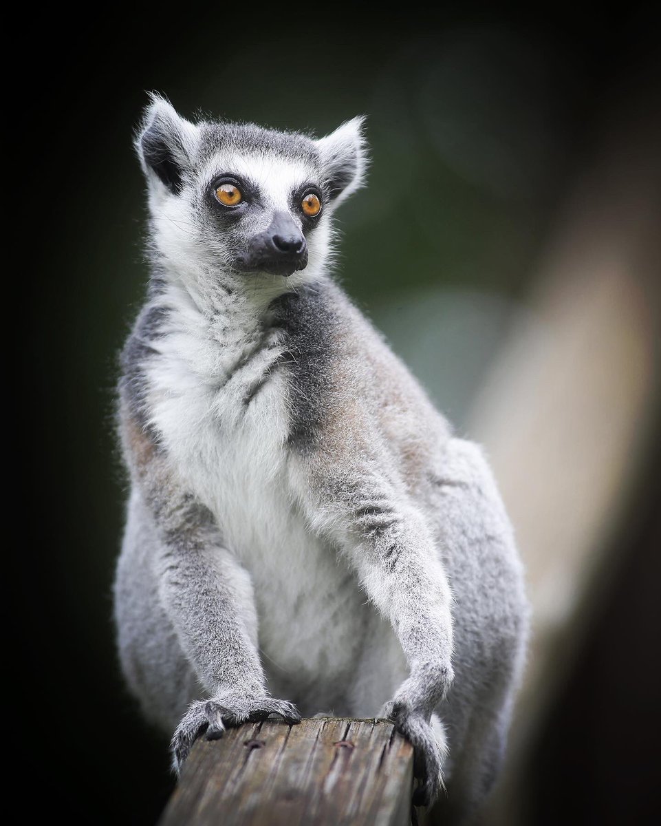 BobKarpDR's tweet photo. A very happy 16th birthday to the beautiful Lilah @dukelemurcenter
#lemurs #lemursofinstagram #lemursofmadagascar #ringtailedlemur https://t.co/qLTUh9kLE4