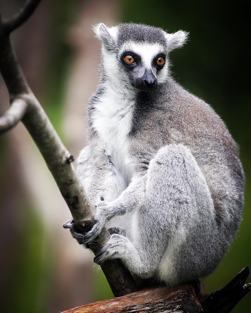 BobKarpDR's tweet photo. A very happy 16th birthday to the beautiful Lilah @dukelemurcenter
#lemurs #lemursofinstagram #lemursofmadagascar #ringtailedlemur https://t.co/qLTUh9kLE4