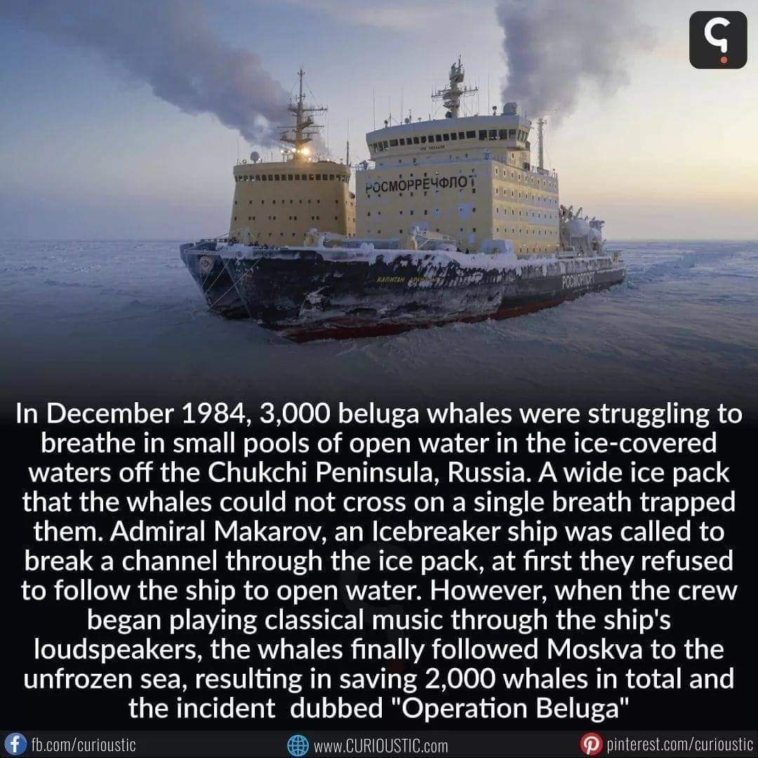 ElaineSolmaz's tweet photo. #whales #sealife #ICE #icebraker #ships #shipstuck #belugawhales #music #ClassicalMusic #classical #GreatIFE https://t.co/lTz8eYE1wV