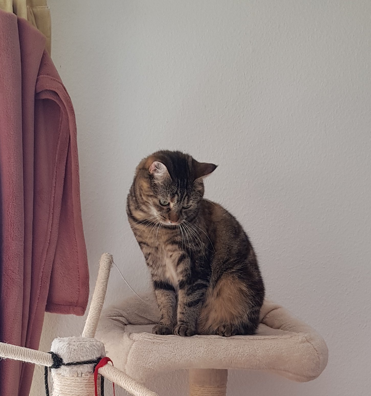 アポロとバナージ凸凹コンビ 猫好きさんと繋がりたい ラグドール すごい顔の猫 笑える猫 これでも子猫 T Co Wzoacmncaj Twitter