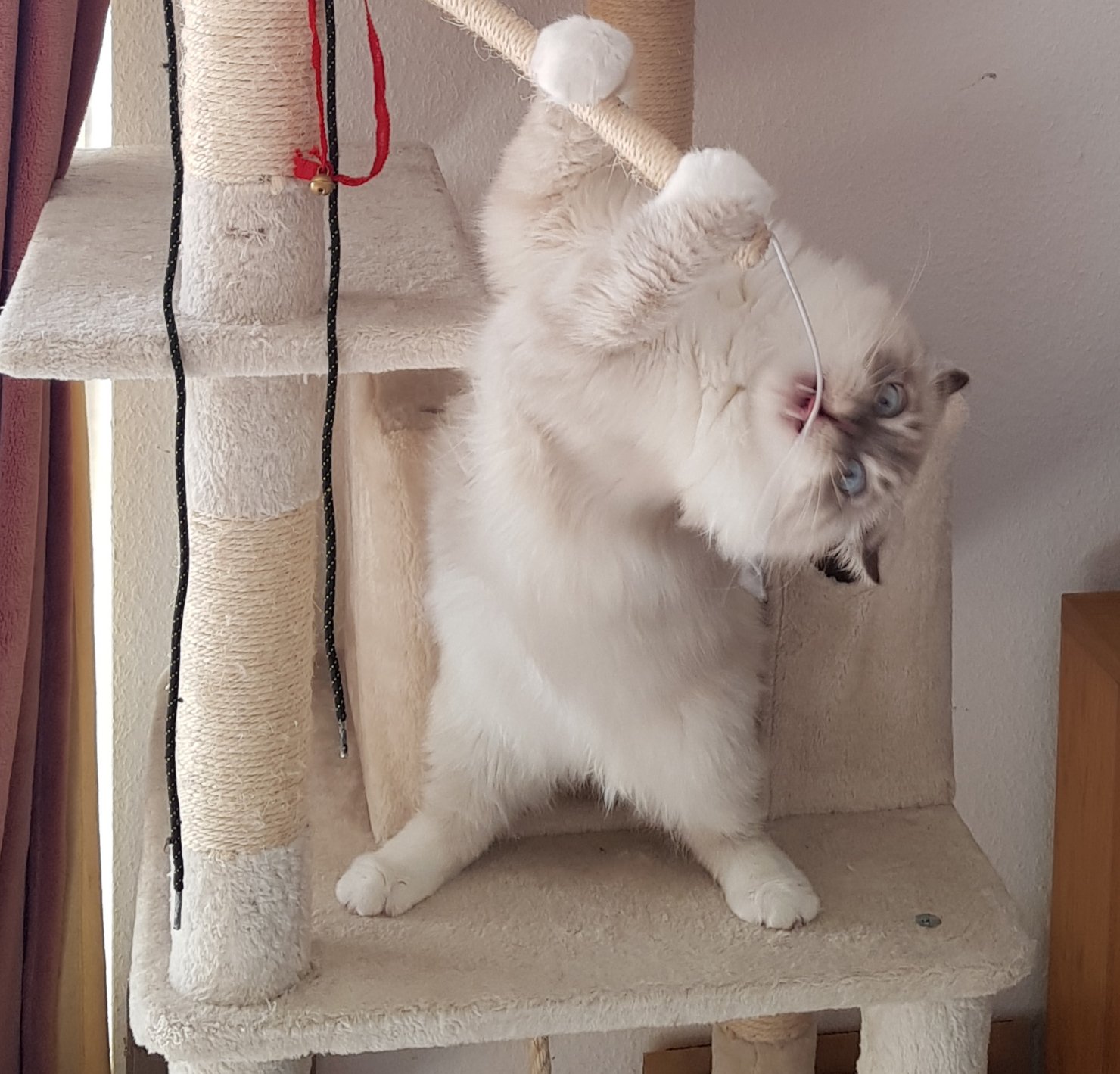 アポロとバナージ凸凹コンビ 猫好きさんと繋がりたい ラグドール すごい顔の猫 笑える猫 これでも子猫 T Co Wzoacmncaj Twitter