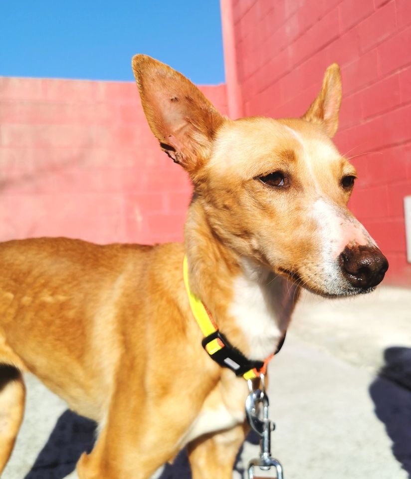 AmigosCIPA's tweet photo. LAYa, en adopción pròximamente!!

#madrid #animal #animales #perro  #adopta #adopción #protectora #sos #ayuda #cipa #perrera #chenil #jaula #abandono #hogar #familia #donación #baby #pequeña  #mestizo #alcorcon #conejo #stopabandonos #humor #donación #noleyppp #estoyconthai https://t.co/MEBzIGSOGZ