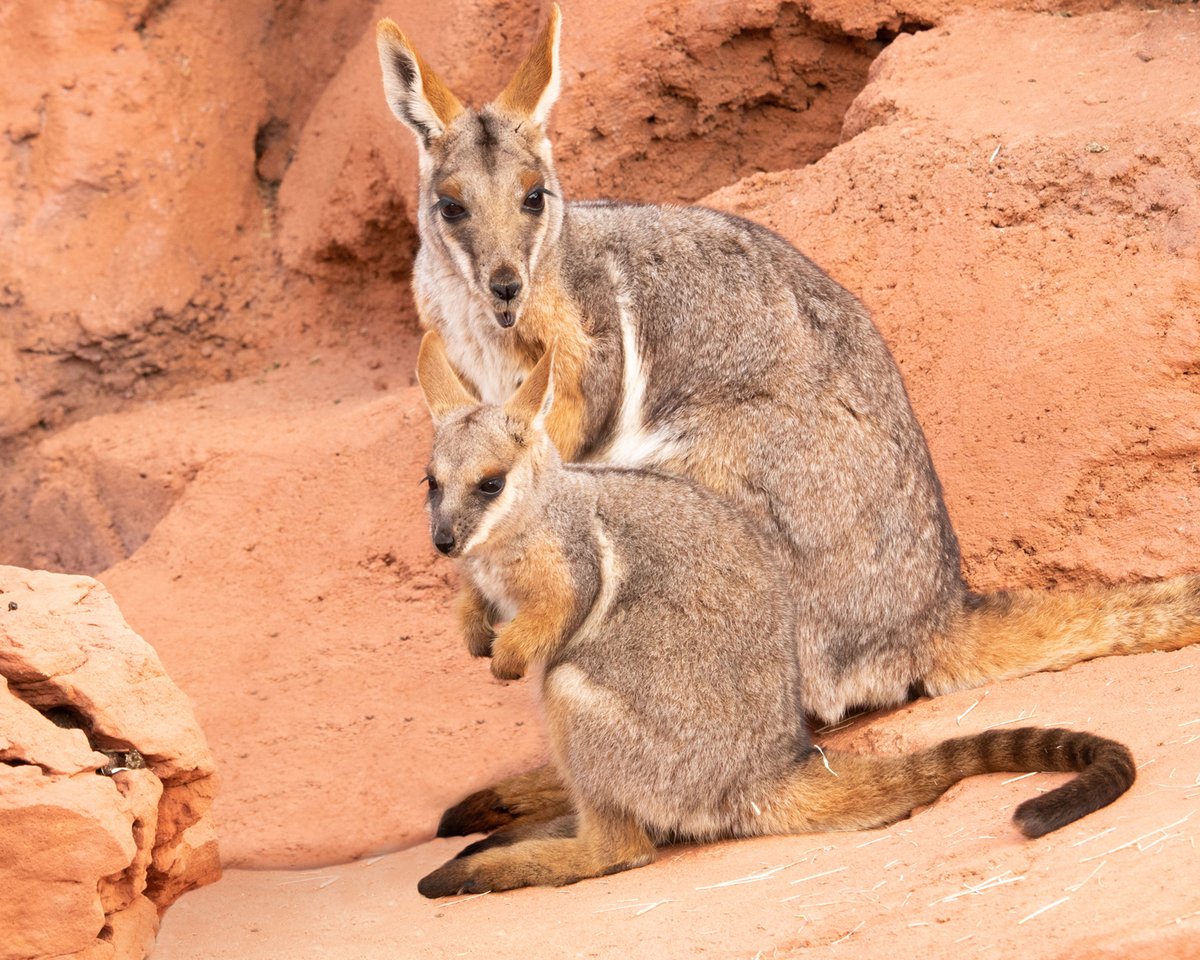 livingdesert's tweet photo. Just out here being a cute joey! This adorable fur-ball is fully moved out of mom's pouch. Make sure to stop by #AustralianAdventures for all the fun!
#WonderfullyWild #TheLivingDesert https://t.co/grV6sUy19u