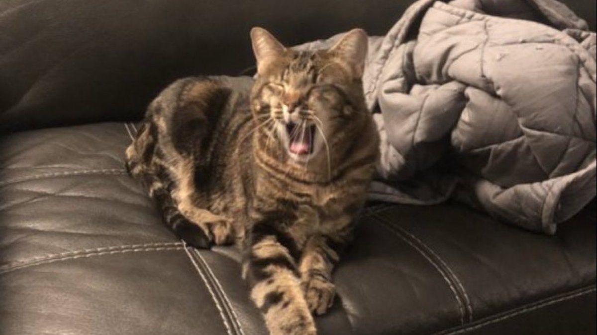 Cats Yawning tweet media