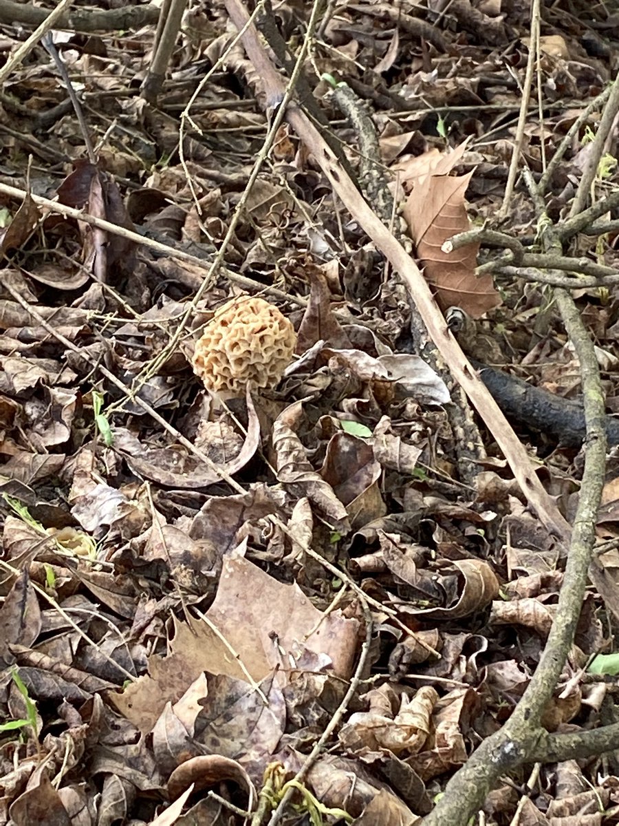 They’re here! <a href="/BotGardenGA/">UGA Botanical Garden</a> #morel #MorelMadness