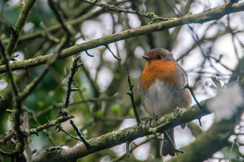 muliernatura's tweet photo. I was hassled yesterday by this Llangefni ruffian. Wouldnt leave me alone till I'd taken a photograph.....Robin's these days 🙄😆 #photographme #robingoch #wildlifephotography https://t.co/ZAuM7bBR3C