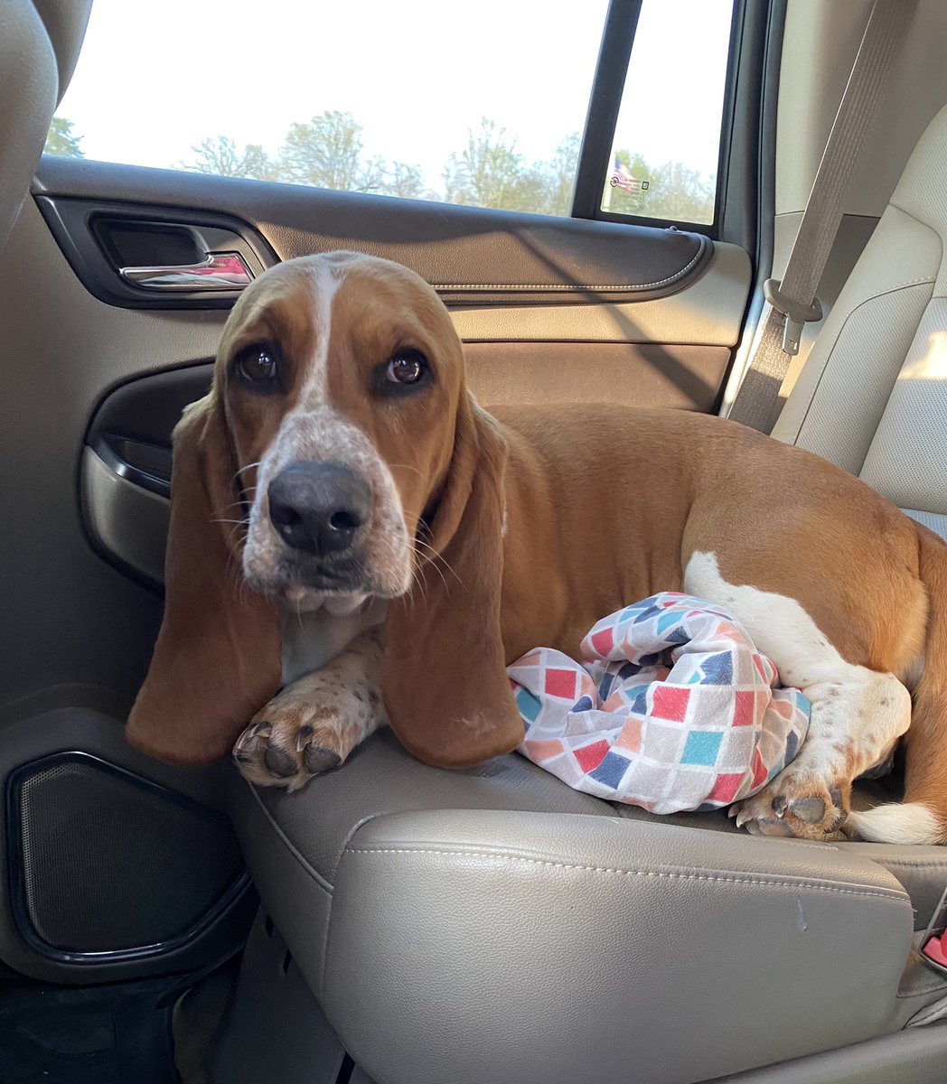 Kelsey_RaeLynn's tweet photo. It’s a good thing she’s so cute because that attitude is REAL, as you can see in the last two pictures...
#WillowGrace #BassetHound #RBF #EyeRoll #Attitude https://t.co/GF2VCMgbzn