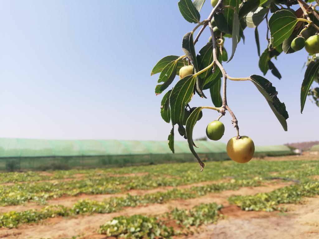 houstotei's tweet photo. L'aventure photographique continue avec @MargoQuinty #sightbyside @UEaDjibouti. Ce matin, à Douda, à la rencontre des agriculteurs locaux. Ça m'a donné l'envie de faire du jardinage. https://t.co/wE4Qn8kmJf