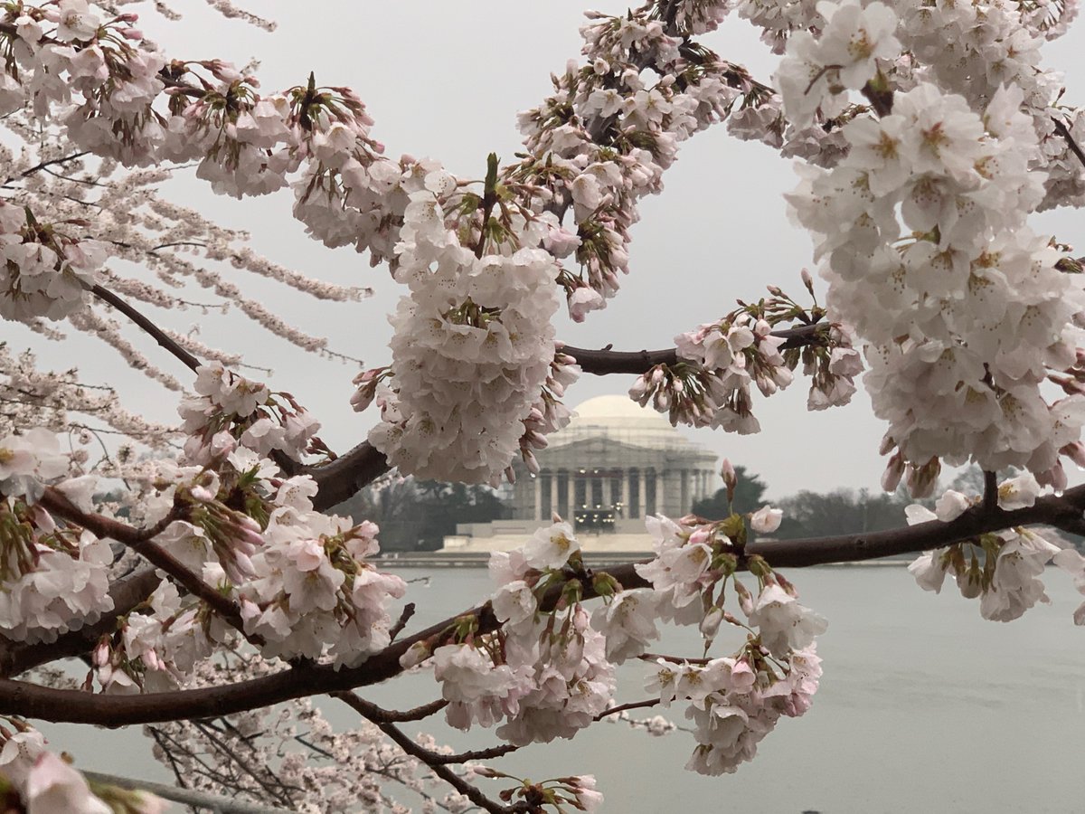 The cherry trees have reached peak bloom after temps well above average last week sped us through the final stages of the blossom cycle - just four days from stage 4 to peak. Check out the pink and white blossoms ringing the Tidal Basin on the #BloomCam at nationalmall.org/bloomcam