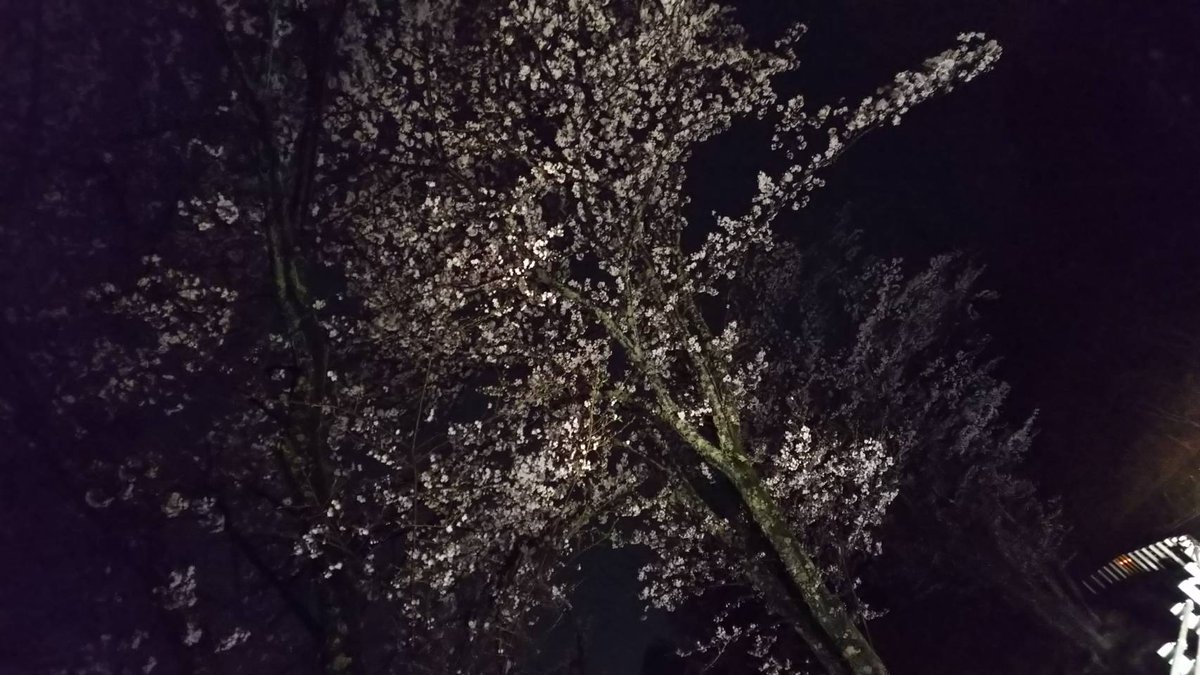 林正郎 カットハウスツイン 仕事帰りに摂津峡の夜桜を車でドライブしながら見てきました なかなか綺麗でした 明日もお昼に見にいこうと思います 摂津峡 桜 夜桜 花見 林正郎 カットハウスツイン 仕事帰りに摂津峡の夜桜を車でドライブしながら見てきました なかなか綺麗でした 明日もお昼に見にいこうと思います 摂津峡 桜 夜桜 花見