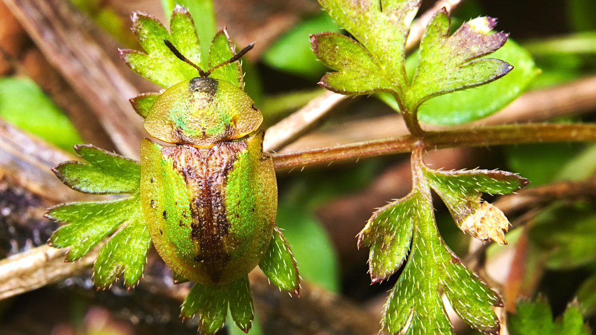 ValkovR's tweet photo. Tortoise #beetle larvae wear a "poo shield" to deter predators. Not the complete story, though! Adult forms of #Cassida vibex (this one is 7mm) have extraordinary #cryptic colouration (and behaviour!). Found yesterday in my #garden.
#Coleoptera #AmazingBeetles #Insect #Nature https://t.co/KIsXUnccQy