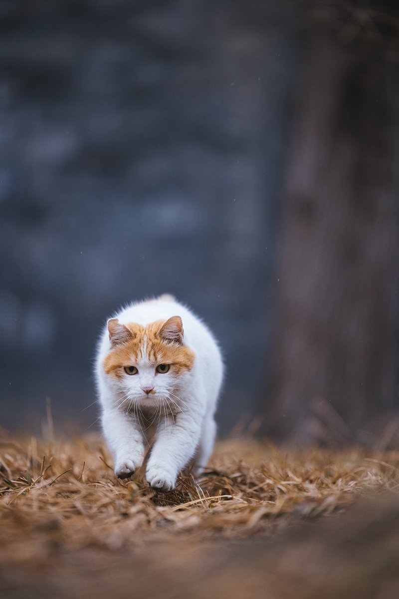 PalaceMuseum_'s tweet photo. Running to you with joyful steps, I love #cats 🐈!!! 

#China #CatsOfTwitter #PalaceMuseum #ForbiddenCity #photo #animal #spring #故宫 #travel #Beijing #sundayvibes https://t.co/a1QkhMZZOW
