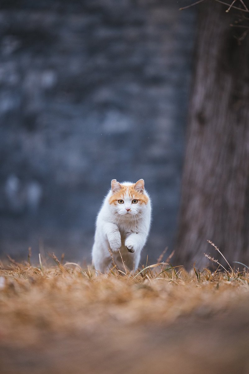 PalaceMuseum_'s tweet photo. Running to you with joyful steps, I love #cats 🐈!!! 

#China #CatsOfTwitter #PalaceMuseum #ForbiddenCity #photo #animal #spring #故宫 #travel #Beijing #sundayvibes https://t.co/a1QkhMZZOW