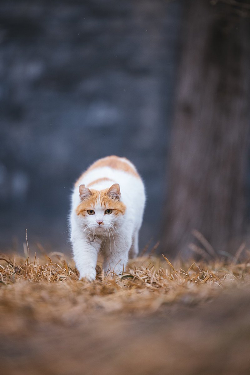 PalaceMuseum_'s tweet photo. Running to you with joyful steps, I love #cats 🐈!!! 

#China #CatsOfTwitter #PalaceMuseum #ForbiddenCity #photo #animal #spring #故宫 #travel #Beijing #sundayvibes https://t.co/a1QkhMZZOW