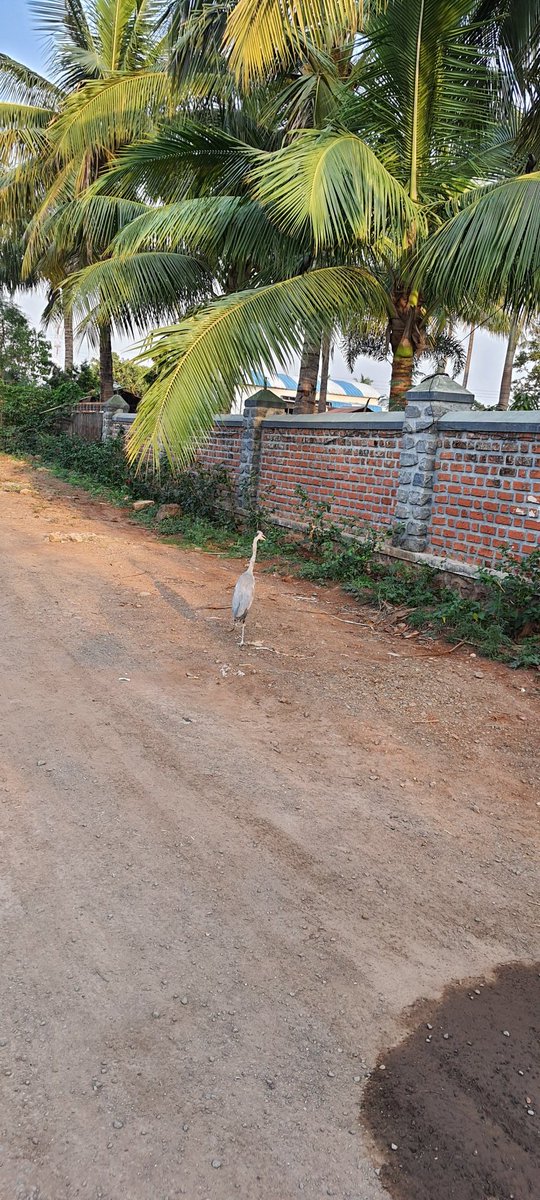 AMOLKALE92's tweet photo. Successful rescued one bird (one life) 

Called ResQ charitable trust at 6:30 pm and they came in 1hr from Pune 

Thanks a lot #MakeADifference #BirdsOfAFeather https://t.co/mPAfiSF0qW