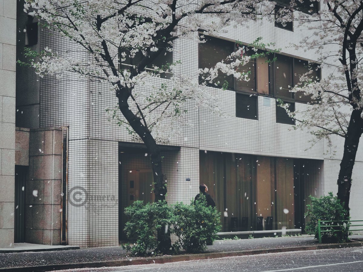 散り際の美しさ Twitter Search