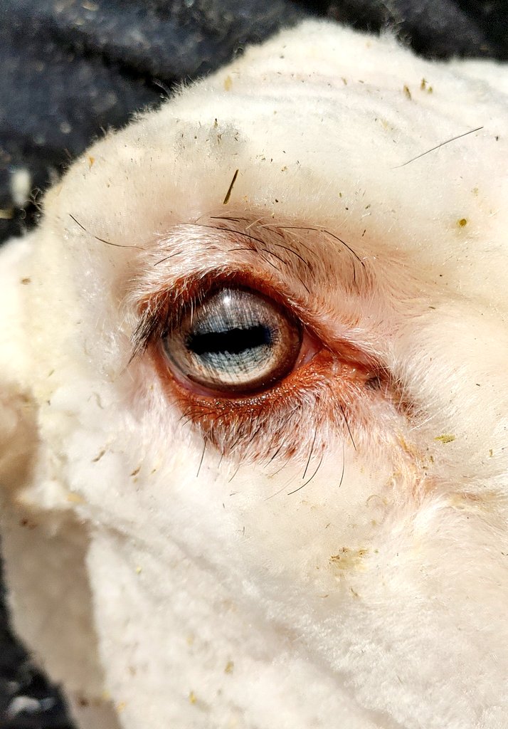 After they're shorn each ewe gets a vaccine that passes immunity to her lambs. Then we check feet to see if they need a trim and their eyes to check for anaemia. That's how we found this ewe with blue eyes. Sometimes lambs are born with blue eyes, but it doesn't usually last 💙
