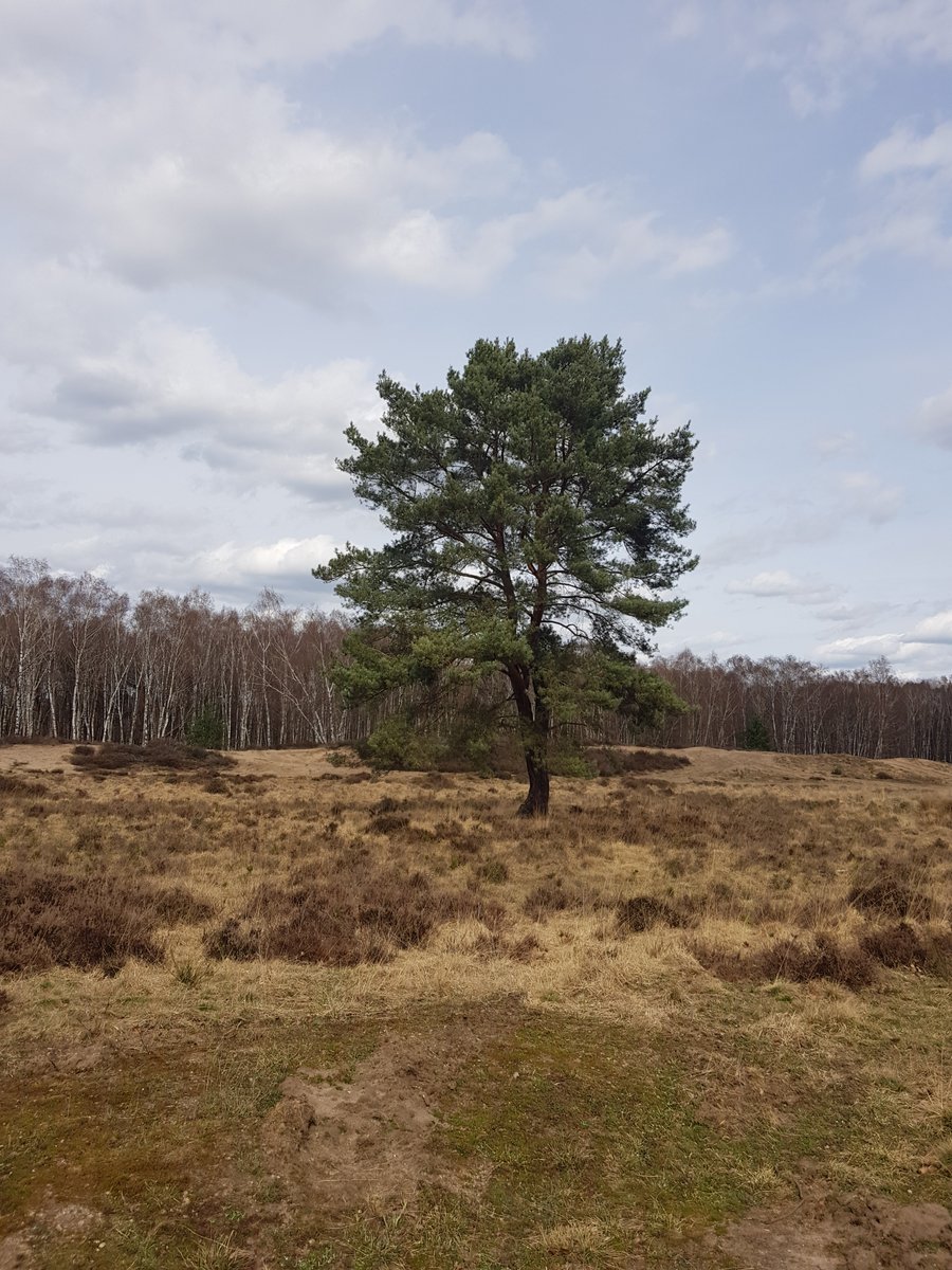 Rogehm1's tweet photo. Look deep into nature and then you will understand everything better. https://t.co/0PJ5oMbY2R