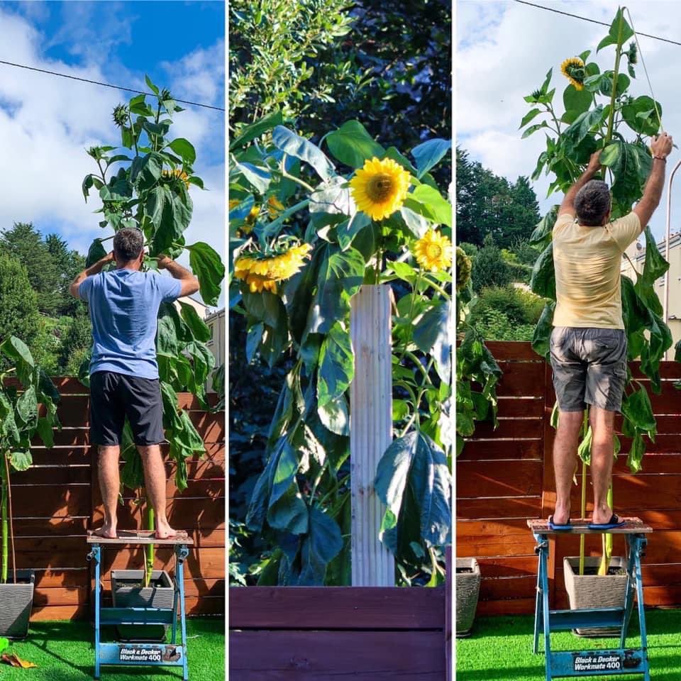 BHT_Sunflowers's tweet photo. Jersey are IN! 🇯🇪🌻

These guys are probably my pick for favourites in this year’s competition. As the old proverb goes, there’s nothing so dangerous as a 2nd year entrant who in the first year had their saplings eaten by a dog, but still recovered to finish 2nd. #inittowinit https://t.co/yEdRT63ERn