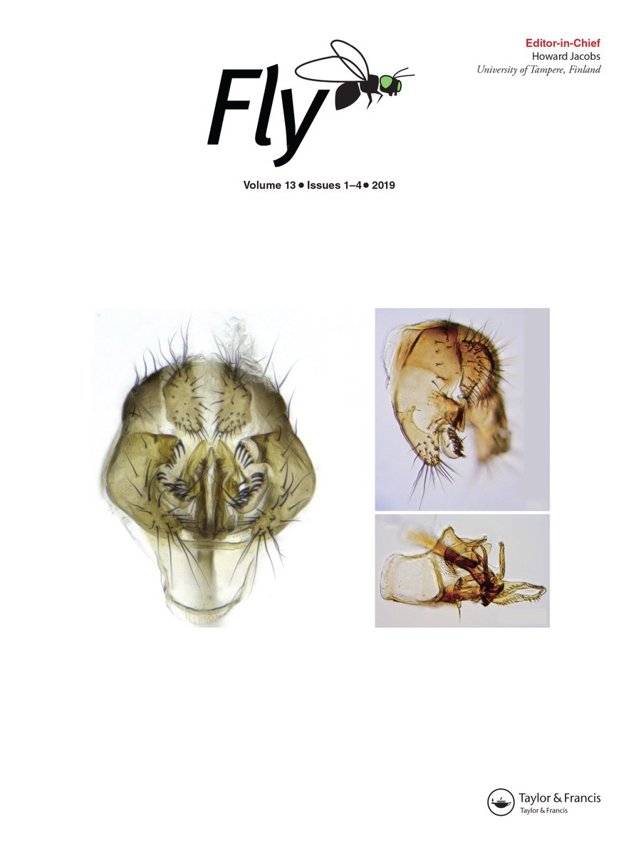 gavinrrice's tweet photo. The fly community is an incredibly collaborative place. After a #Dros18 poster session @Biol4Ever, Amir Yassin, @RebeizLab, and I took complaints about terminology in our field and pulled together 12 labs to write a paper standardizing that nomenclature #Dros21 #fruitflytogether https://t.co/Yd9Xd3UPZo