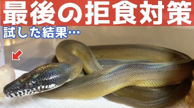 Hebi_Kaeru2020's tweet image. 拒食対策試しまくった…
もうこれで最後…
YouTube⬇︎
youtube.com/channel/UCJ-Q2…
#アルバーティスパイソン #ノーザン #whitelippedpython #Leiopythonalbertisii #蛇 #ヘビ #飼育 #爬虫類 #爬虫類好き #拒食 #餌たべない