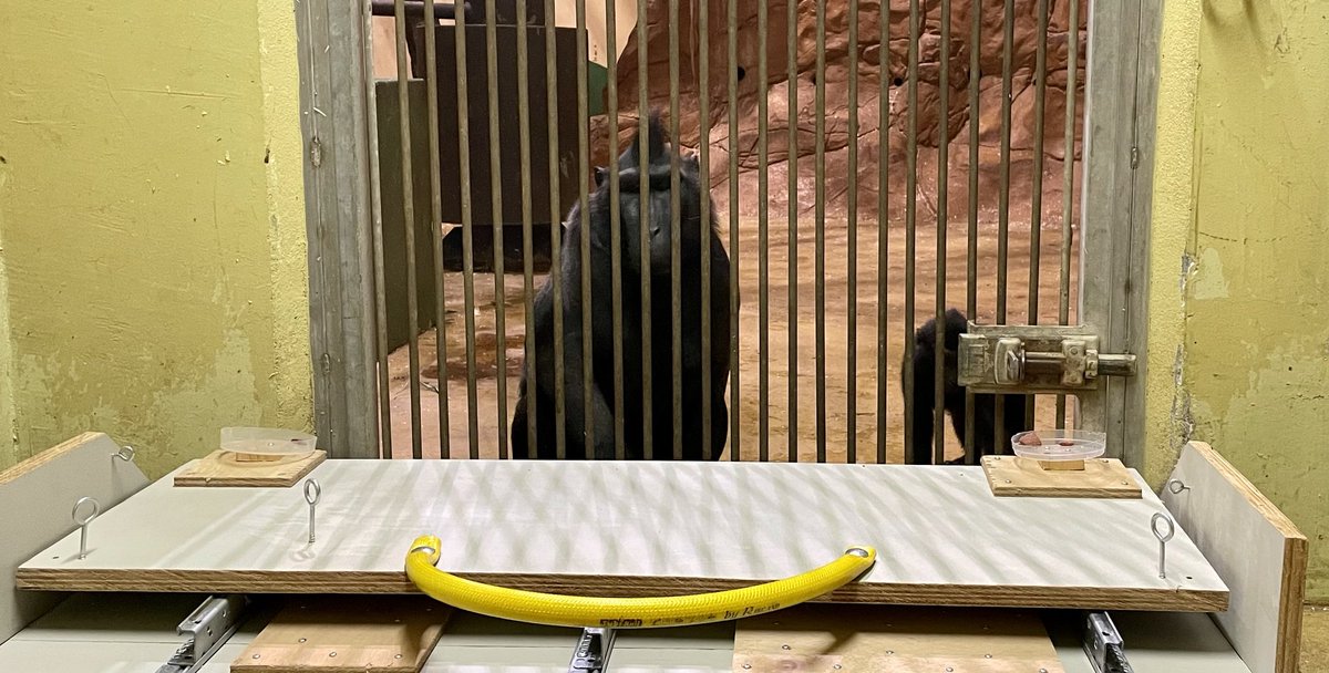 Crested macaques getting ready to cooperate (?) Seems high rank differences may hinder tolerance even in this “socially tolerant” species. #cooperation #comparativecognition #animalbehaviour