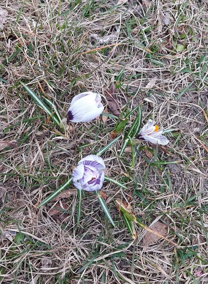 WarszawskiBlog's tweet photo. Wiosna w Warszawie🌷🤗 Spring in Warsaw🌷🤗 #wiosna #krokusy #kwiaty #wiosnawwarszawie #Warszawa #spring #crocus #flowers #springinwarsaw #Warsaw https://t.co/HdinBI3KOx