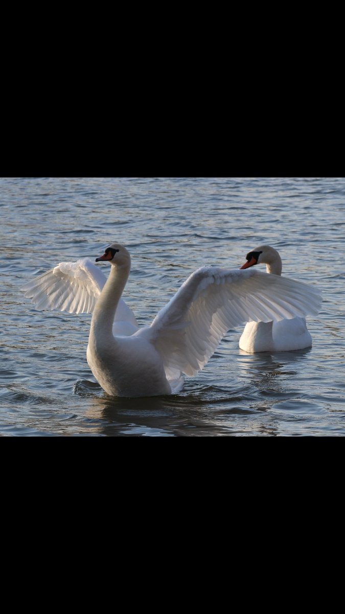 CathedralViewIE's tweet photo. Come stay with us at Cathedral View Longford and learn about the "Children of Lir"
#irishfolkore https://t.co/KMXhsKoiRP