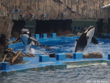 名古屋港水族館の今日の混雑状況は 駐車場や割引 予約方法やランチ情報まとめ Topic Sense