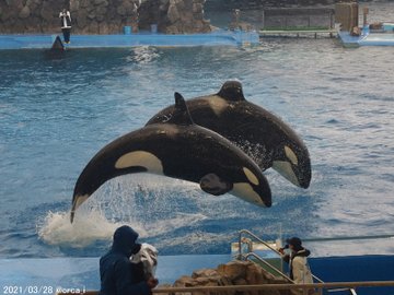 名古屋港水族館の今日の混雑状況は 駐車場や割引 予約方法やランチ情報まとめ Topic Sense