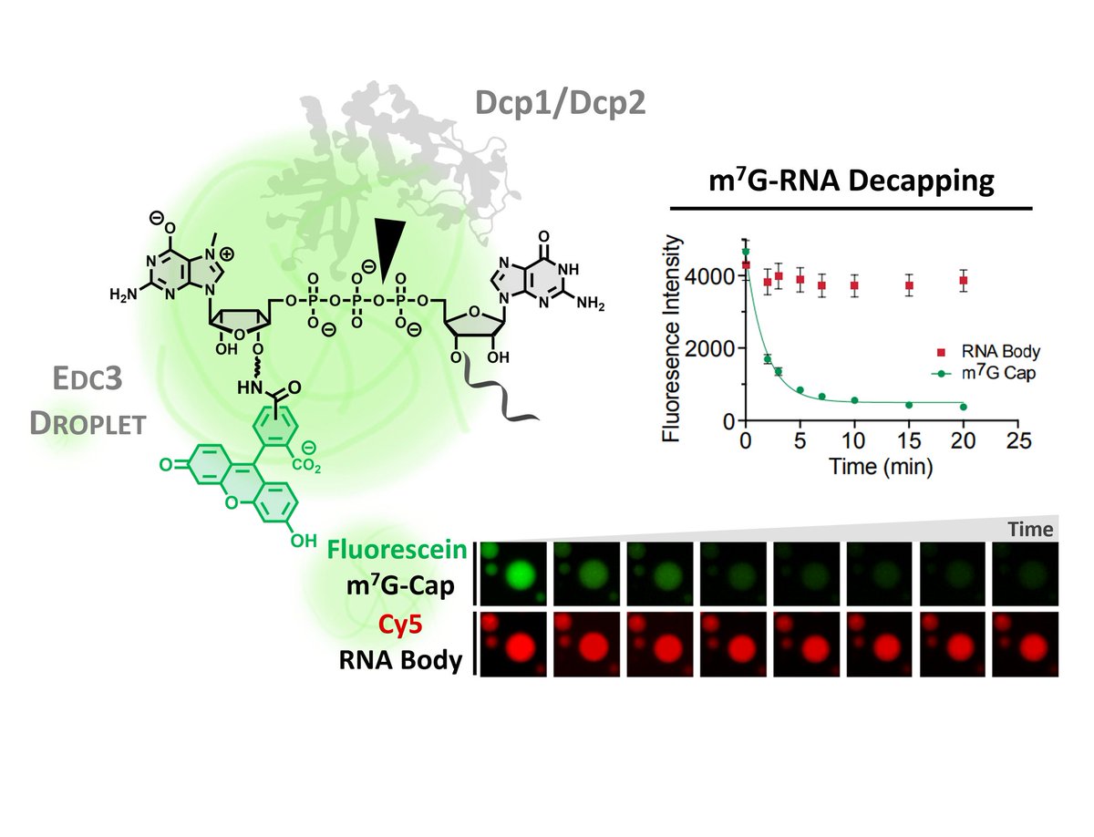 Phase-separated Edc3 Condensates amplify m7G-RNA Decapping!

Dcp1/2 Enzymes partition into Edc3 Droplets &amp; are catalytically activated.

Using a Fluorescein-m7G Conjugate to study P-body Enzyme Kinetics.

By Ryan Tibble &amp; 
<a href="/JDGrossLab/">John Gross Lab</a>. 

Now in:
nature.com/articles/s4158…