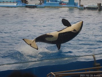 名古屋港水族館の今日の混雑状況は 駐車場や割引 予約方法やランチ情報まとめ Topic Sense