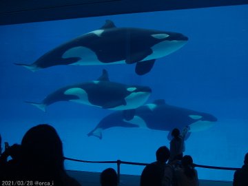 名古屋港水族館の今日の混雑状況は 駐車場や割引 予約方法やランチ情報まとめ Topic Sense