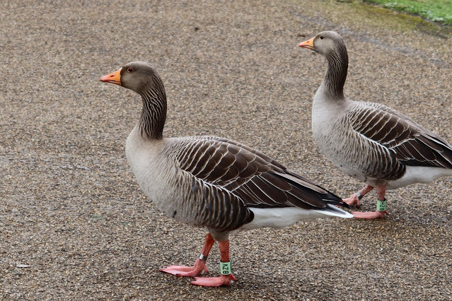 duckoftheday's tweet photo. 28 Mar 2021 - weekend waterfowl https://t.co/ZvBijOAPz0