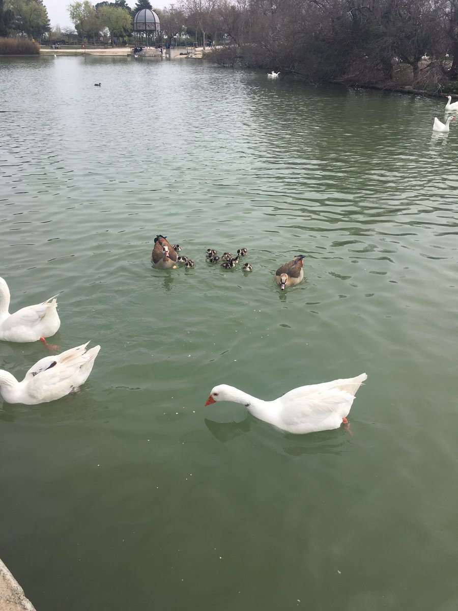 URLResimayores's tweet photo. @garciapage Presidente de CLM, cuando dejará salir a pasear fuera de las residencias a los mayores que se sienten encarcelados en una jaula?El sol, el paseo, el contacto con familiares, ver a los niños jugar en parques, gorriones revolotear es vida para ellos.
Salidas ya! https://t.co/jxPdUfMbII