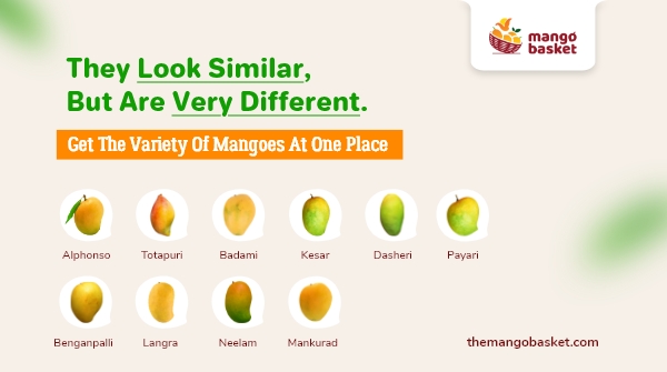 themangobasket's tweet photo. India is a prominent mango cultivar and India has its own distinct variety of mangoes. Some of these varieties look very similar but they taste very different and each of them have their own taste, aroma, identity.

#mangoes #alphonsomangoes #buymangoes #hapus #devgadhapus https://t.co/DvFsF94RoL