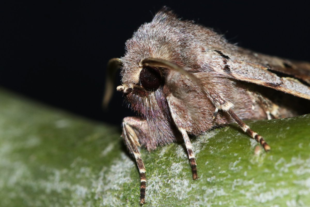 Close-up van een Nunvlinder. <a href="/Nachtvlinders/">Nachtvlinders</a> <a href="/waarneming/">Waarneming.nl</a>