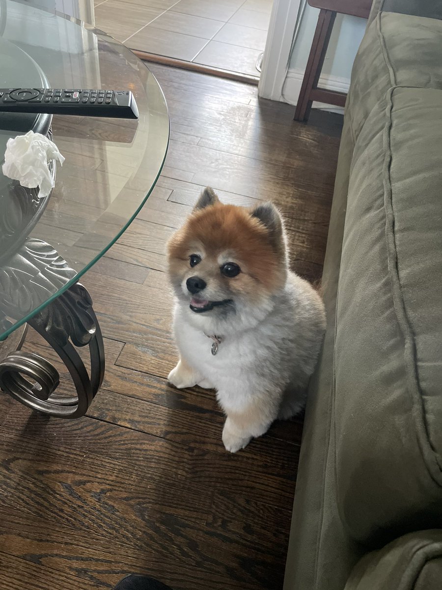 ceenie_smart's tweet photo. @AmyFreeze7  Her name is Foxy from Paramus, NJ  She loves to relax on Sunday mornings. https://t.co/9LRVgbobg5