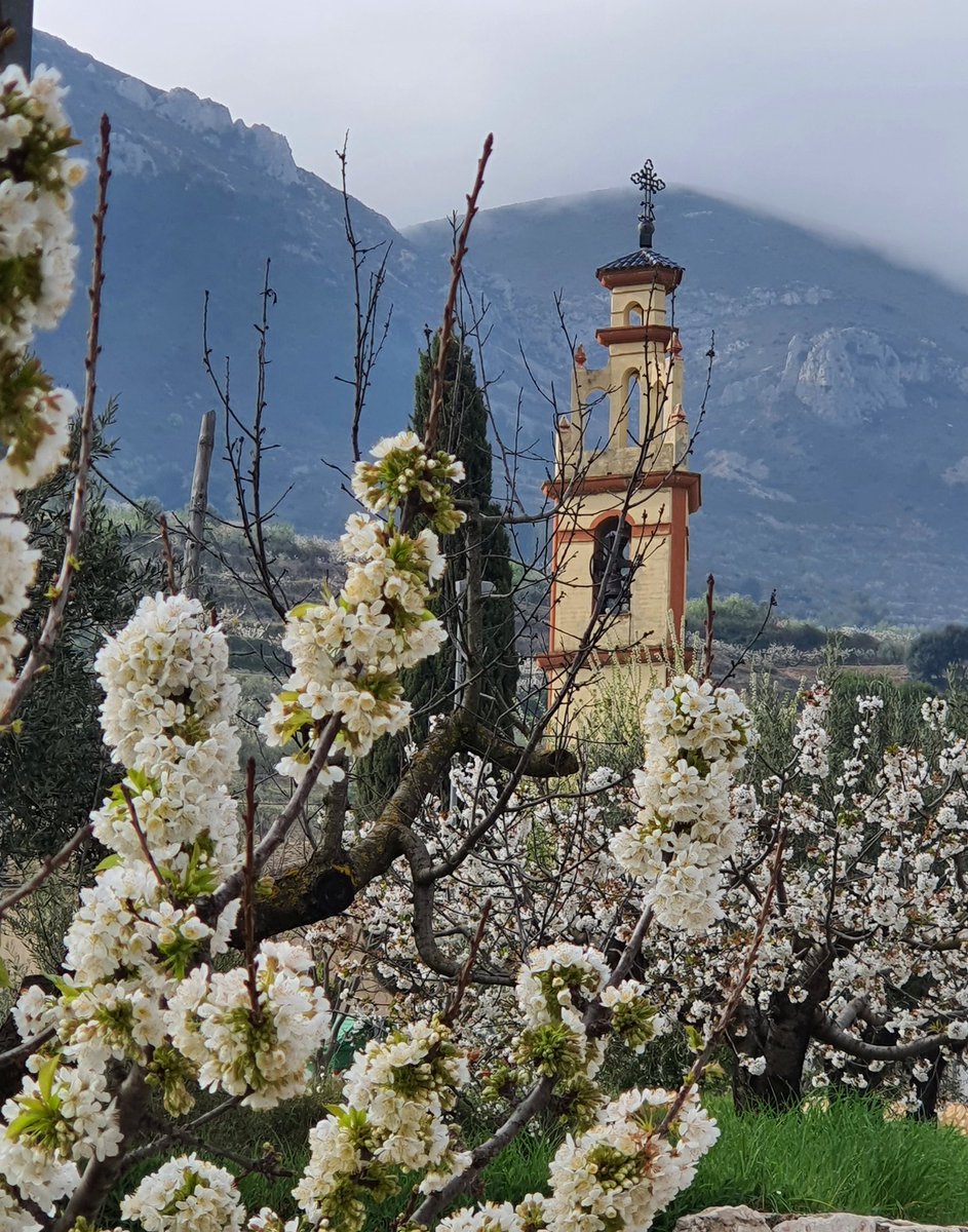 climatologia_ua's tweet photo. La Montaña está preciosa tras las últimas lluvias y con los cerezos en flor. Amanecíamos con cielos cubiertos y bancos de niebla en el Serpis, pero ya han levantado conforme ha ido calentado el sol.

📷 Desde Benialfaquí (Planes). https://t.co/GRCOIe5X9t
