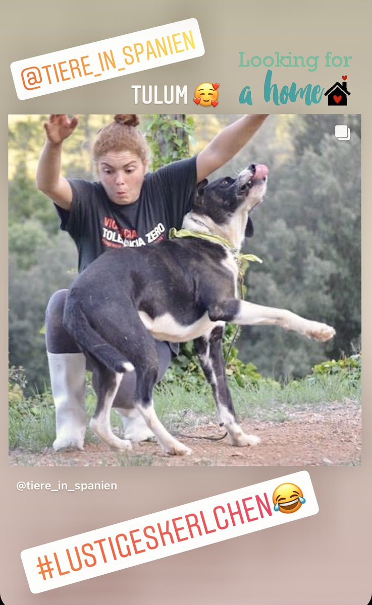 tiere-in-spanien.de/tulum/ #adoptdontshop #zuhausegesucht #tierschutz #tierschutzhund #tierschutzhunde #spanien🇪🇸 #tiereinspanienev #hundeliebe #hundeblick #dog #tierheimhund #hundehilfe #hund #Adoption #beste #SweetHome #fürimmerzuhause #adoptme #DogLover #dogsoftwitter #love ❤️🥰